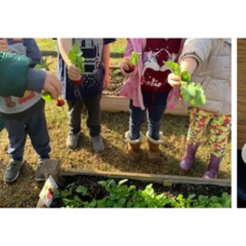 Photos of radishes in a garden as well as in a cup.