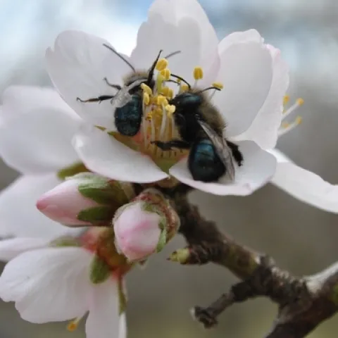 Mason bees