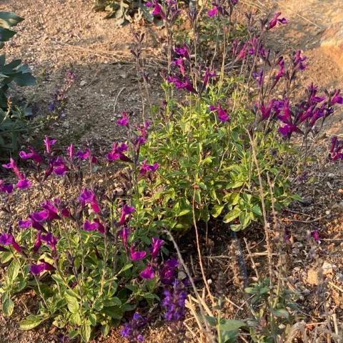 Salvia gregii