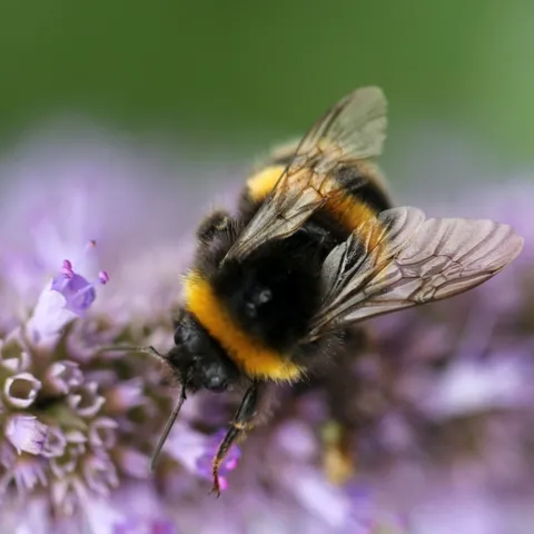 Bumblebee (sandy-millar-unsplash)