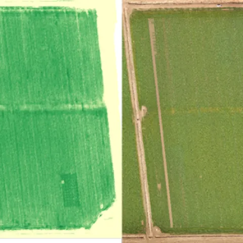 Figure 1. Demonstration site in Solano County on 2/20/20 showing crop N deficiency signal. The three N-rich reference zones appear in the NDRE measurement (on the left) but are not visible to the naked eye (RGB image on the right).