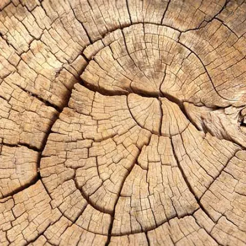 tree slice