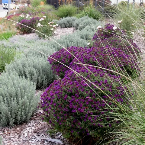 Low water planting. (Ellen Zagory.)