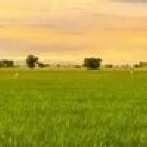 CA rice field
