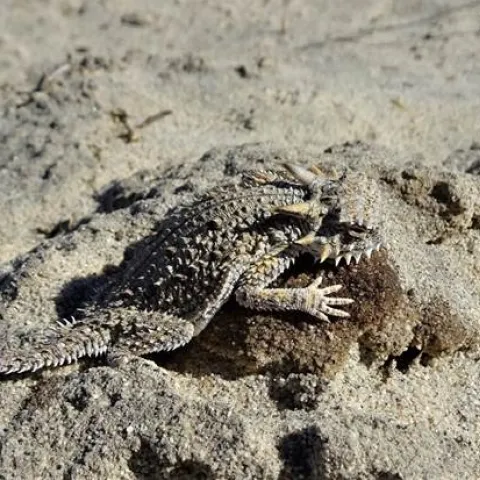 Flat-tailed horned lizard(Phrynosoma mcallii) sunning on a rock.