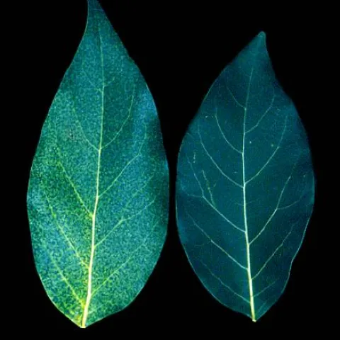 nitrogen avocado