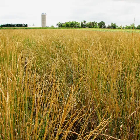 Field of Kernza perennial grass
