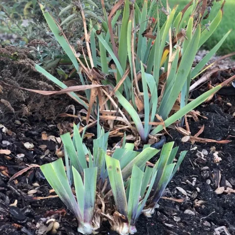 Irises part 2
