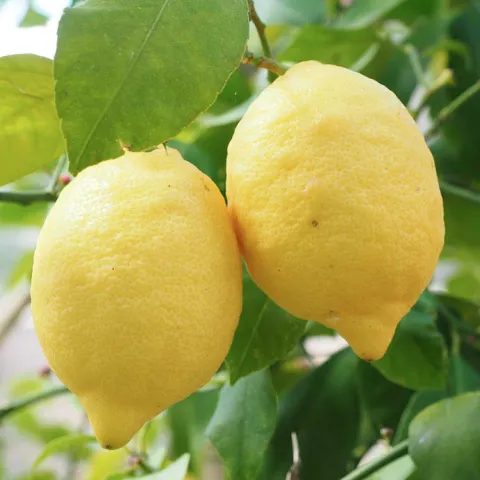 Eureka lemons