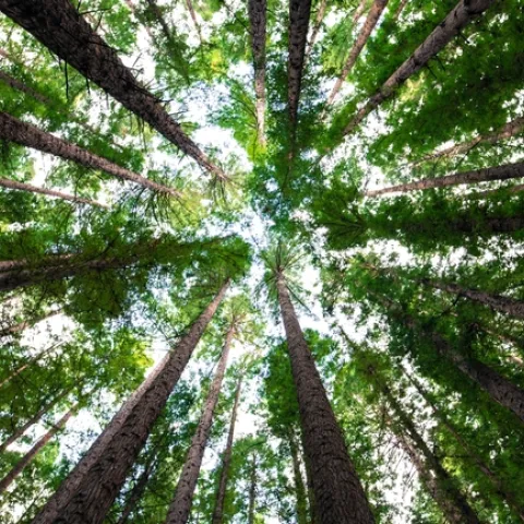 Redwood grove. (arnaud-mesureur-unsplash)