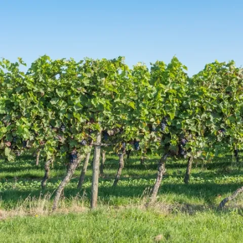 vineyard