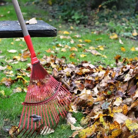 Raking fallen leaves. (pixabay)