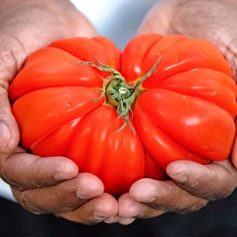 Tomates