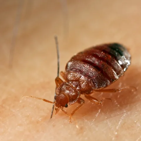 Adult bed bugs are oval, wingless, about 1/5 inch long, and rusty red or mahogany in color. Photo by Dong-Hwan Choe