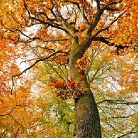 Red oak tree