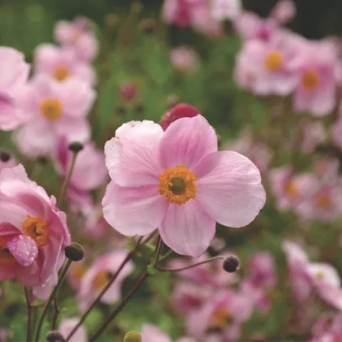 anemone