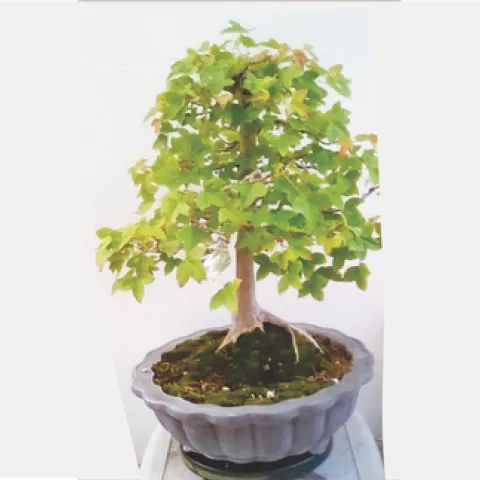 bonsai