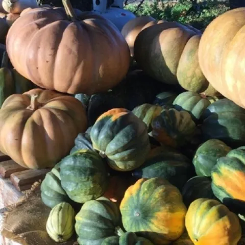 Squash