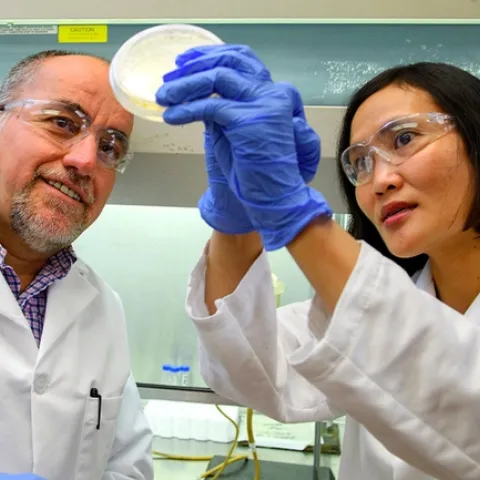 hlb culture lab