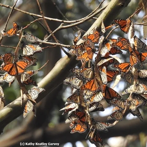Monarchs overwintering in the Natural Bridges State Park, Santa Cruz, in 2016. (Photo by Kathy Keatley Garvey)