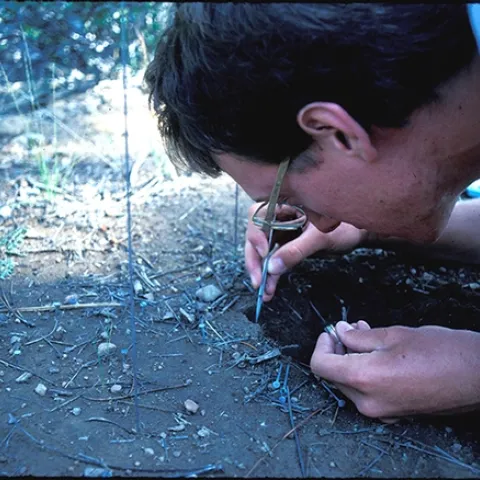 Jay Rosenheim digging a nest at UC Berkeley's Sagehen Creek Field Station, Truckee, in 1984.