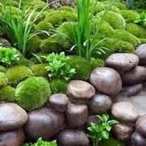 F1moss1