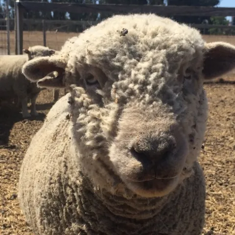 Sheep