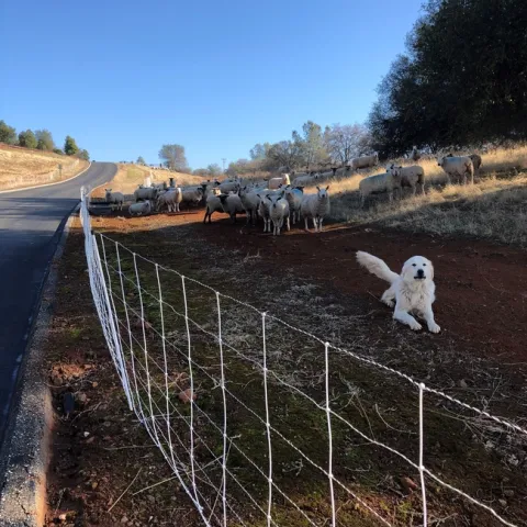dillon 12-22-20