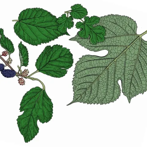 White Mulberry Morus alba