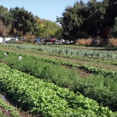 organic farm