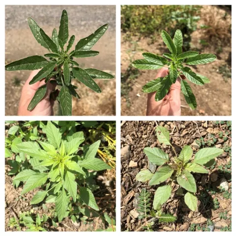 Palmer vs waterhemp