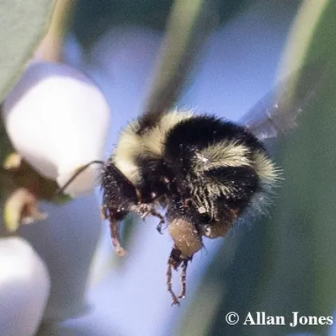 Allan Jones of Davis was a frequent winner of the bee contest that Professor Robbin Thorp launched. In 2020, Jones photographed the first Bombus melanopygus of the year at 1:45 p.m., Jan. 6 on white manzanita in the UC Davis Arboretum and Public Garden. (Photo by Allan Jones)