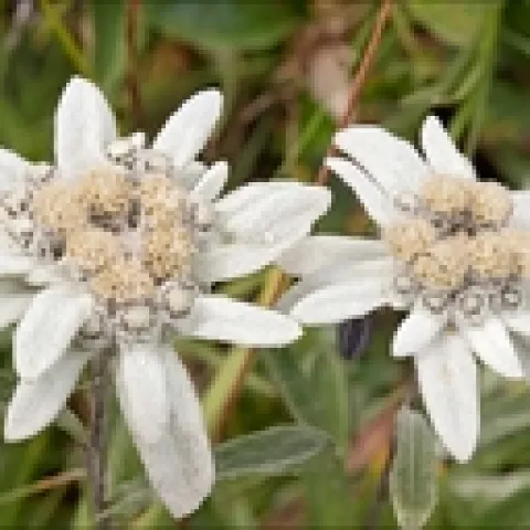 Edelweiss - Dr. Amadej Trnkoczy
