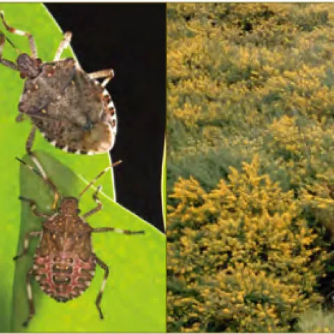 Invasive pests.