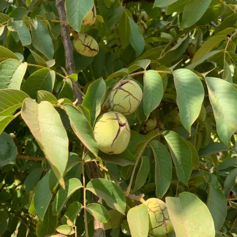 “UC Wolfskill can be harvested 12 to 14 days earlier than Chandler and provides consistently light to extra light color,” says UC Davis breeder Chuck Leslie. Photo by Janine Hasey