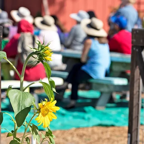A yellow sunflower with two blooms grows in front of an open garden gate.
