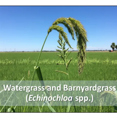 2021-1-28 Rice herbicide figure 1