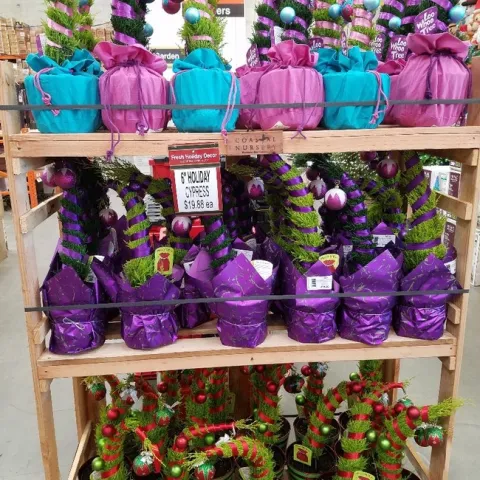 Lemon Cypress Display at Big Box Store (photos by Patti Brantley)