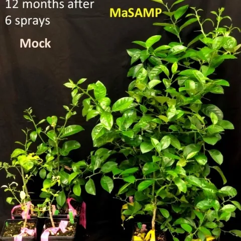 12 months spray