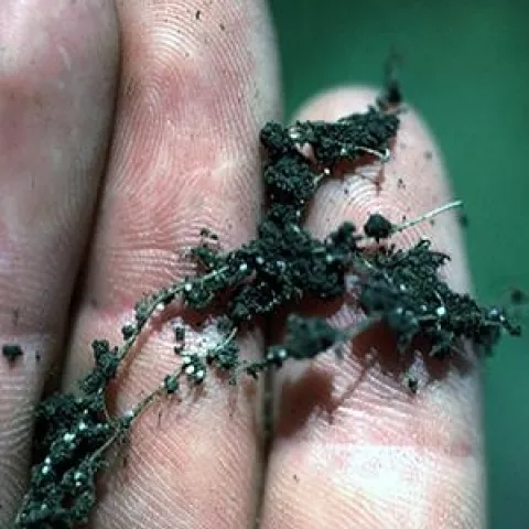 fungal roots becker