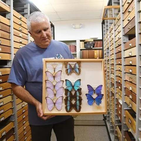 Entomologist Jeff Smith, a volunteer, curates the Lepidoptera (moths and butterflies) section at the Bohart Museum. (Photo by Kathy Keatley Garvey)