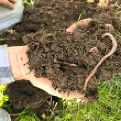 worms1