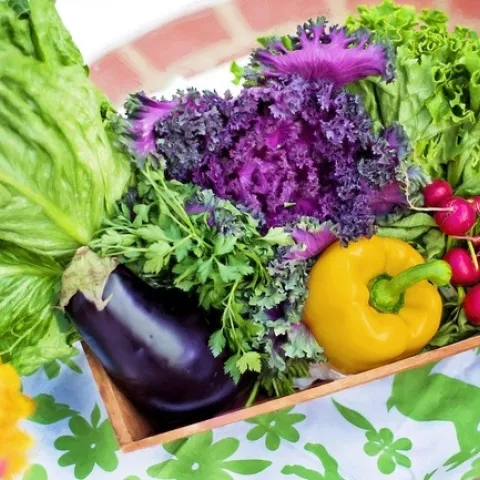 Basket full of vegetables including a yellow pepper, eggplant, radishes, parsley, lettuce, and kale.