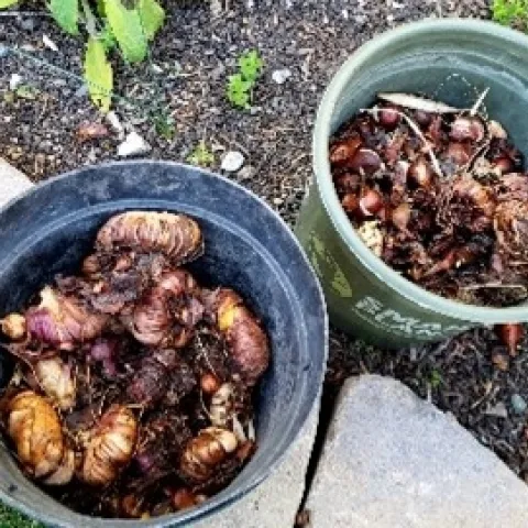 bulbs