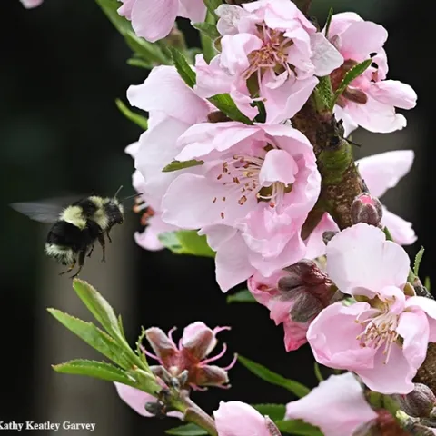 A black-tailed bumble bee, Bombus melanopygus, heading for the Garvey nectarine tree on March 18, 2018 in Vacaville, Calif. (Photo by Kathy Keatley Garvey)