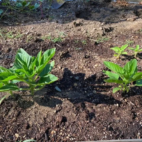 Small sesame plants in early July
