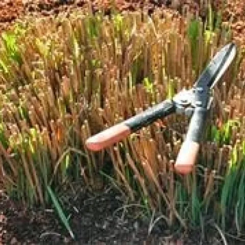 ornamentalgrasses01