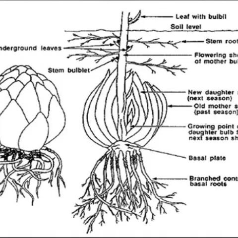 Bulbs01