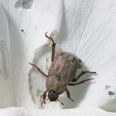 hoplia