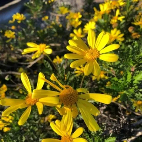 daisy